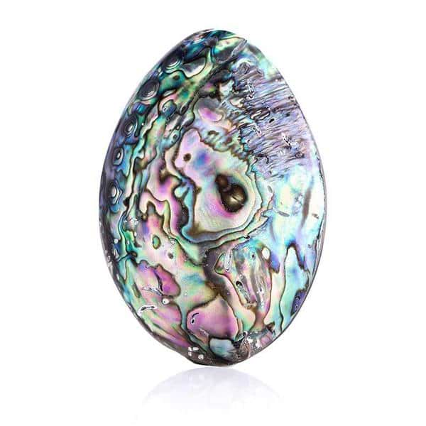 Ocean Abalone Shell - Image 3